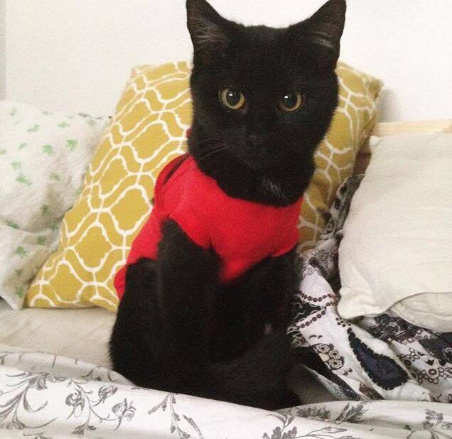 Nach der Behandlung der Kastration oder Sterilisation tragen weibliche Katzen eine spezielle Jacke.