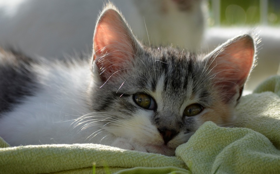 Das dritte Augenlid, das auf den Augen der Katze sichtbar ist, ist ein Zeichen von Schwäche, Krankheit oder Dehydration. Das sichtbare dritte Augenlid sollte uns immer Sorgen machen!