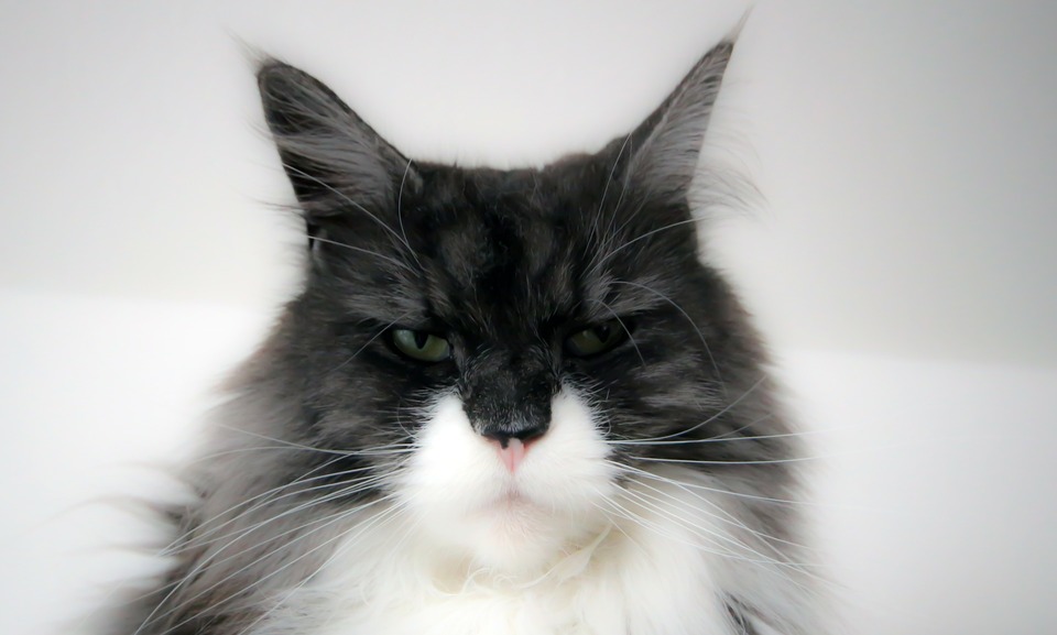 Maine coon.