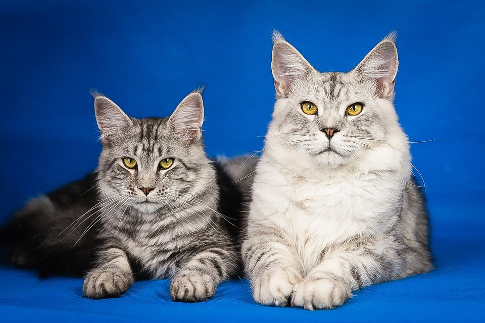 Maine Coons sind alle Farben und Zeichnungen erlaubt. Das Fell von Katzen dieser Rasse sollte einfarbig oder gestreift sein.