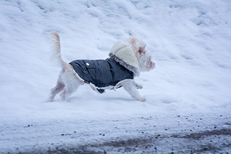 Die Kleidung für Hund muss gut liegen und kann die Bewegungen des Hundes nicht einschränken.
