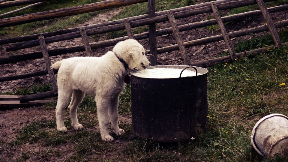 Kann ein Welpe Kuhmilch trinken?