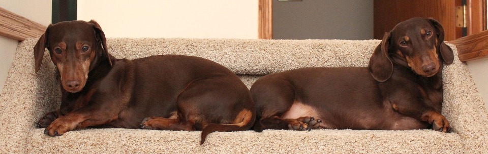 Als kleiner Hund in der Wohnung funktioniert Dachshund sehr gut. Aber nicht jeder weiß um seinen Jagdtrieb und das Bedürfnis nach einem aktiven Leben.