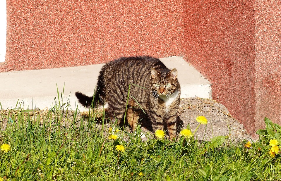 Die ängstliche Katze versucht, ihre Körpergröße visuell zu vergrößern. Zu diesem Zweck beschichtet es das Fell auf Rücken und Schwanz und erscheint größer.