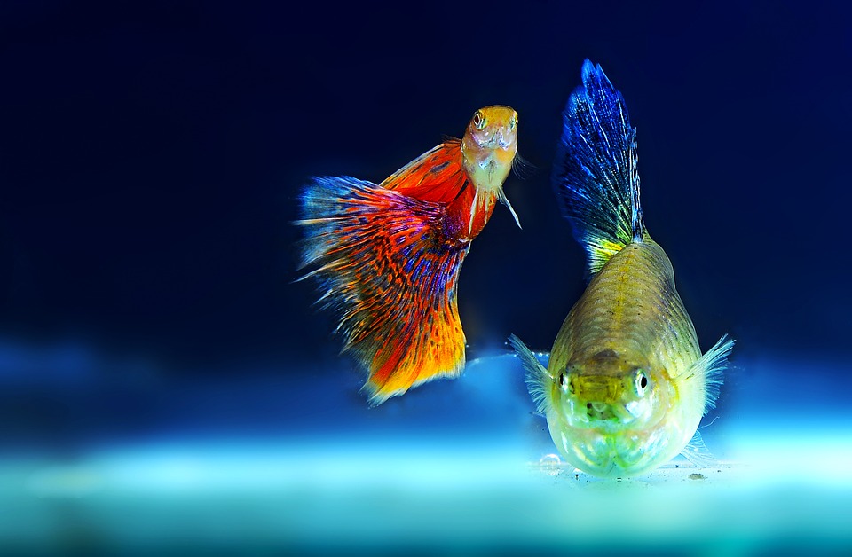 Einer der beliebtesten Aquarienfische ist der Kampffisch.