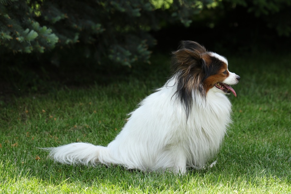 Langhaarige Hunde haaren fast unmerklich.