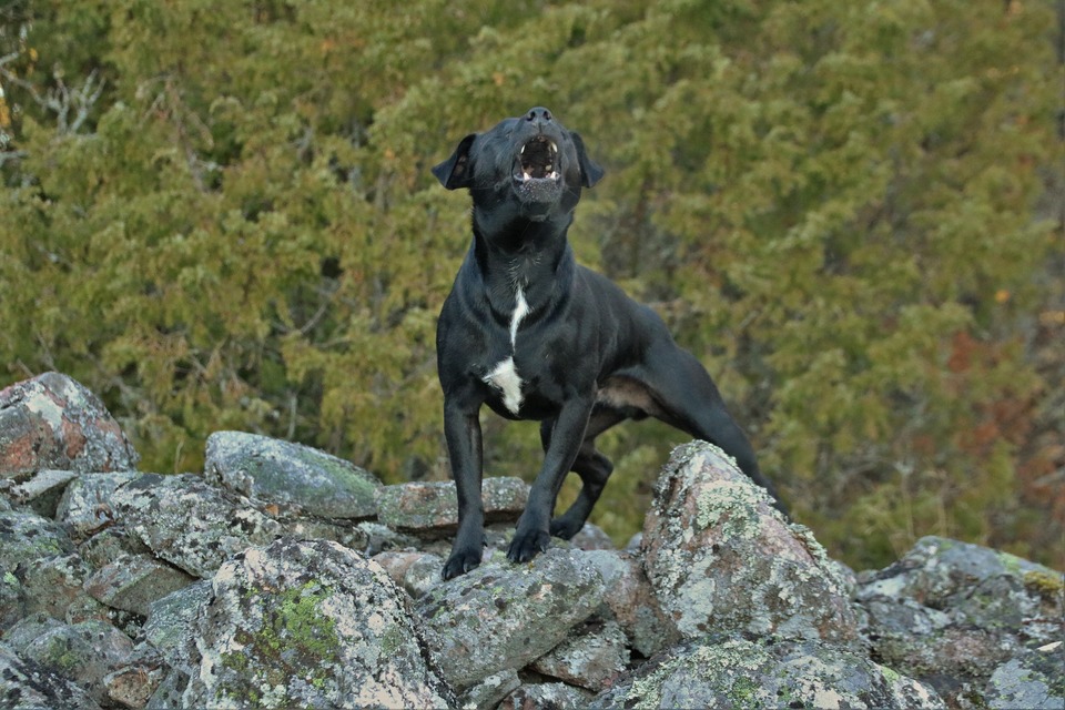 Der Hund bellt, wenn er sich einsam, verlassen und vernachlässigt fühlt.