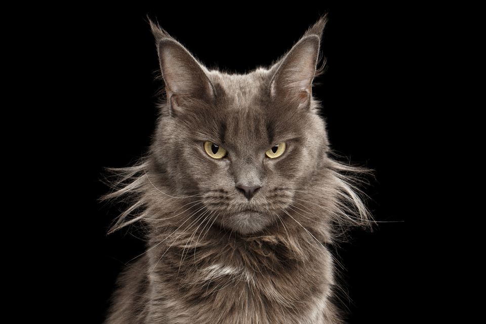 Maine Coon hat ein sehr charakteristisches Aussehen. Der Kopf ist verhältnismäßig klein, mit kräftigem Kinn und hoch angesetzten Wangenknochen.