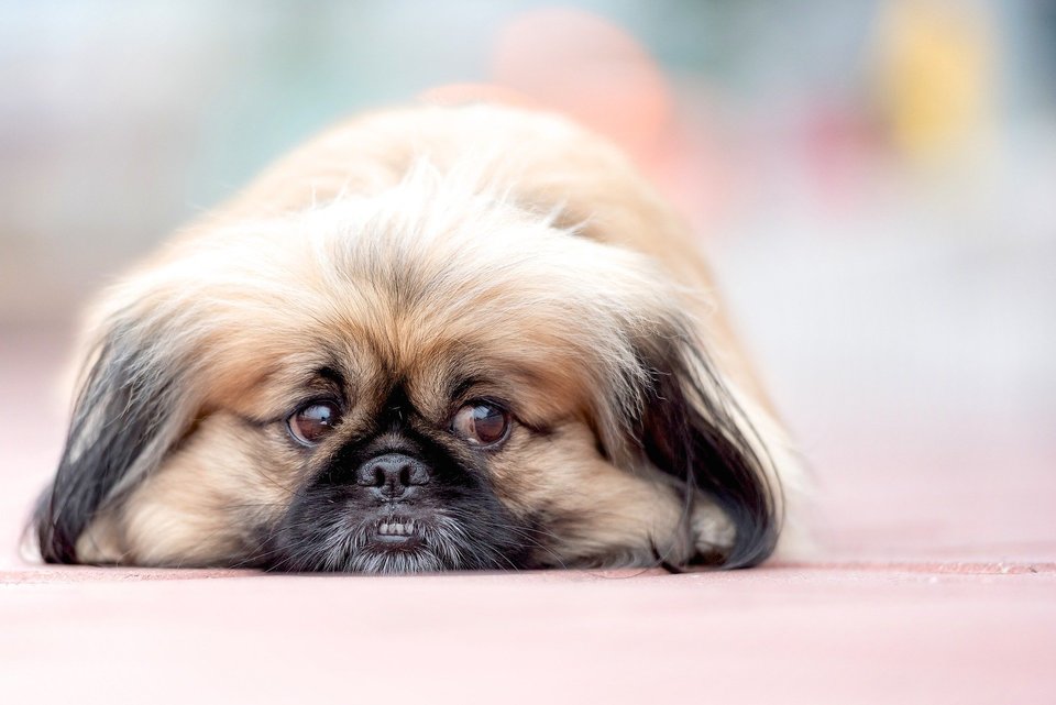 Die Temperatur des Hundes sollte zwischen 37,5 und 39 ° C liegen und hängt von der Größe und dem Alter des Tieres ab.