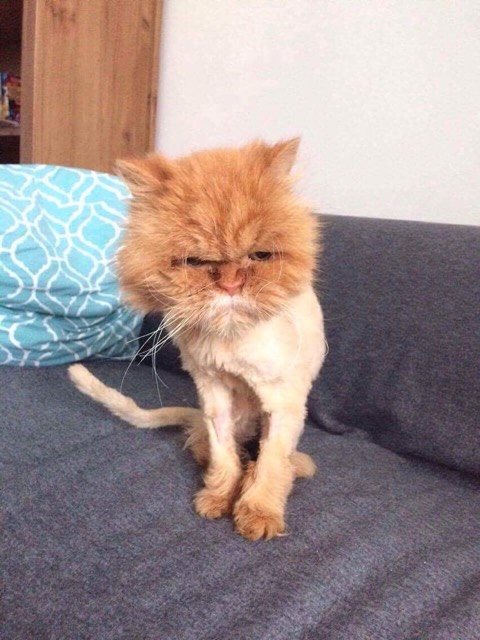 Vernachlässigte Perserkatze von der Adoption. Ohne sich um das Haar eines Persers zu kümmern, wird es mit Verwicklungen bewachsen und die einzige Lösung könnte darin bestehen, das Haar zu schneiden.