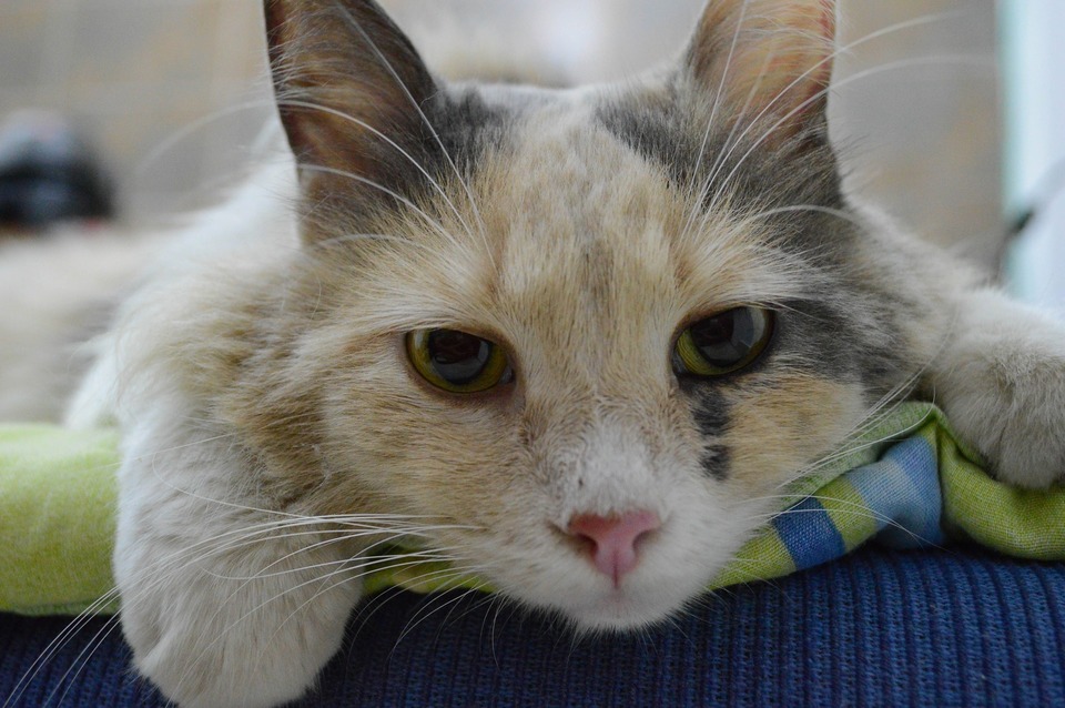 Die kranke Katze liegt im Veterinäramt.
