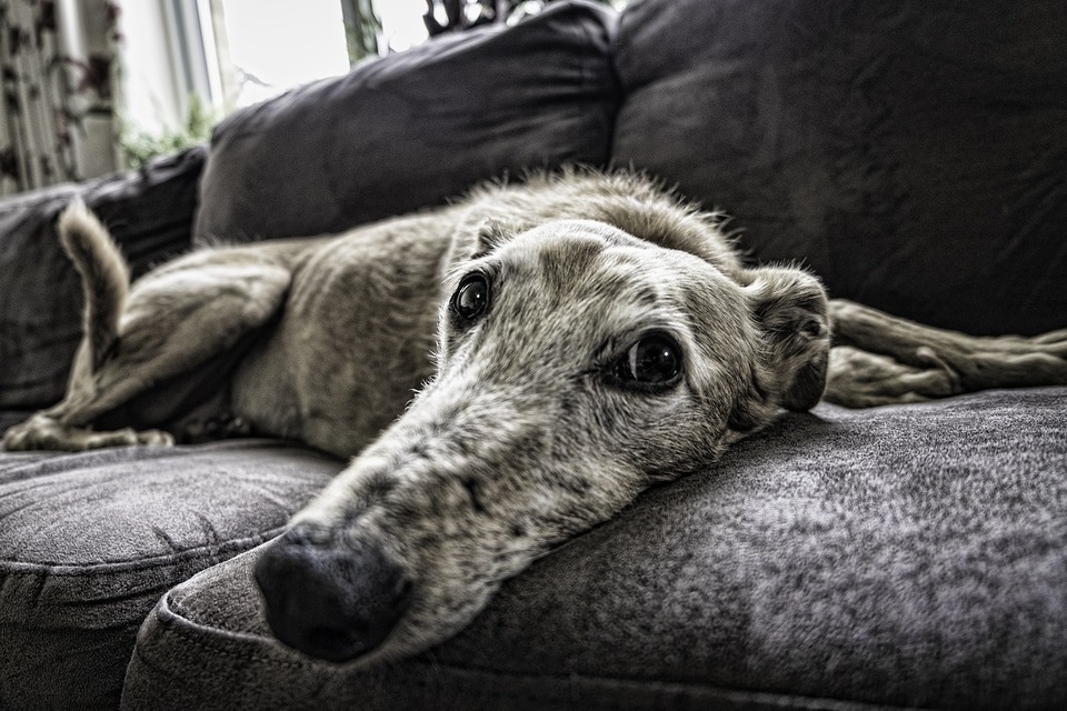 Die Karte liegt auf der Couch.
