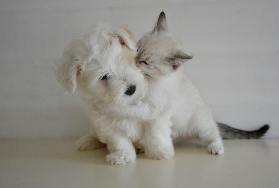 Wie schützen Sie Ihren Hund und Ihre Katze vor äußeren Parasiten?