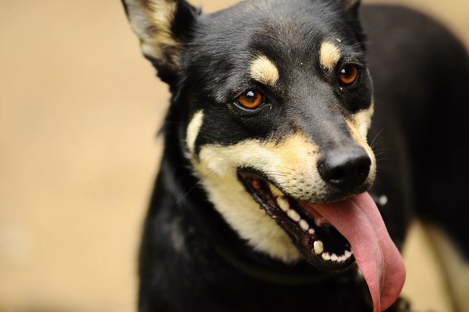 Mischlinge sind sehr empfindliche und kluge Hunde. Sie brauchen auch Pflege und Liebe.