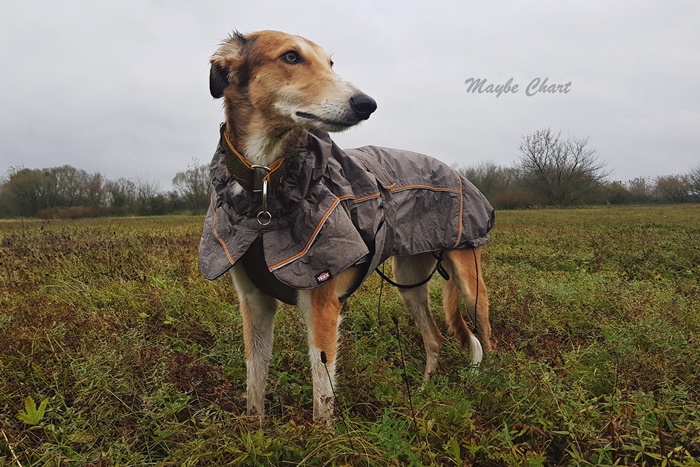 Windhund in einem Trixie-Regenmantel. Mit Reflektoren und Stehkragen.