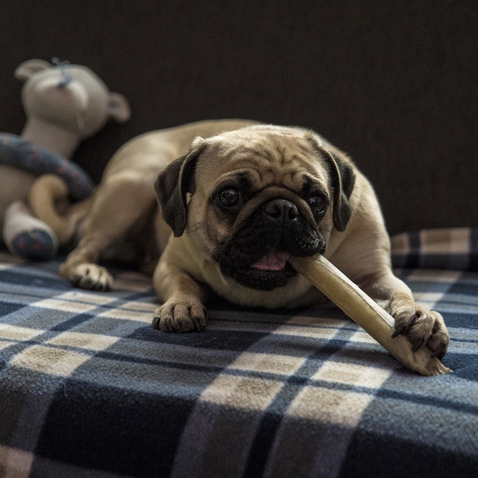 Der Mops beißt den Stützknochen. Es ist gefährlich, es zerbricht in scharfe Stücke.