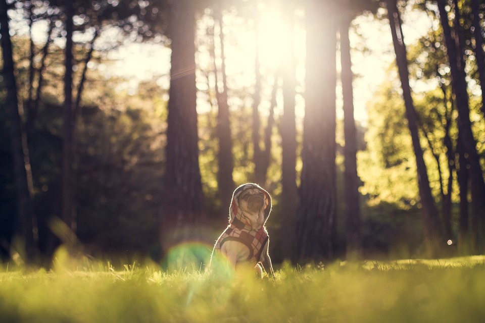 Derzeit sind Zecken praktisch überall zu finden, nicht nur in Wäldern oder Wiesen. Der Hund sollte das ganze Jahr über geschützt sein.