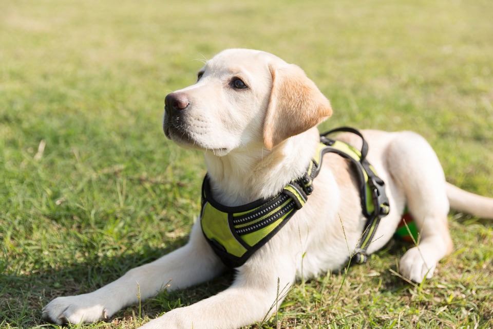 Welpen der Brachycephalic Rasse sollten auf jeden Fall ein Geschirr anstelle eines Kragens tragen.