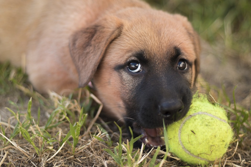 Um einen Hund vom Kauen von Möbeln zu verlernen, ist es notwendig, sein Interesse auf andere Gegenstände zu lenken.