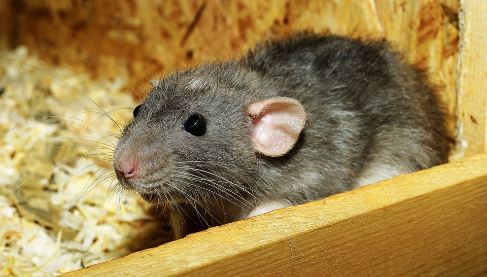 Graue Ratte. Woher weiß ich, ob eine Ratte krank ist?