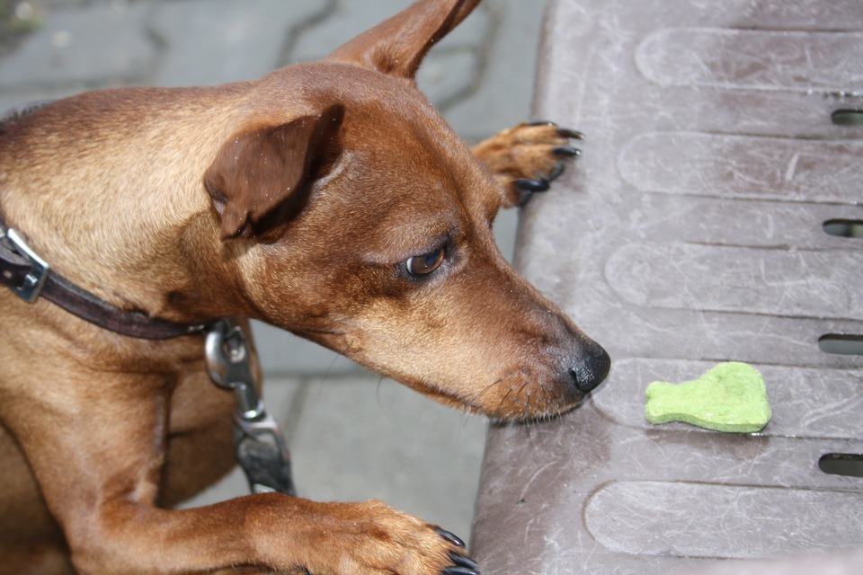Hundefutter sollte eine kurze und einfache Zusammensetzung haben, die auf Fleisch basiert.