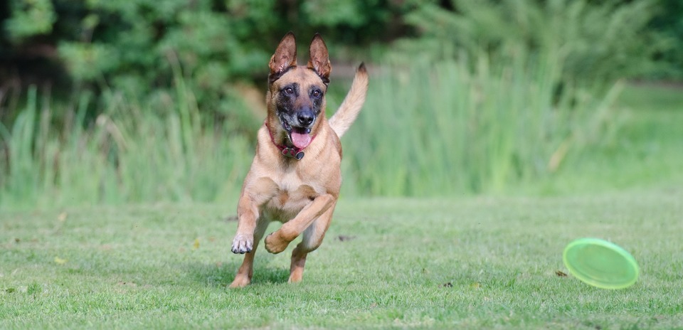 Ein Hund, der ein Spielzeug jagt, kann die ganze Welt vergessen. Eine Pfeife für einen Hund kann hilfreich sein.