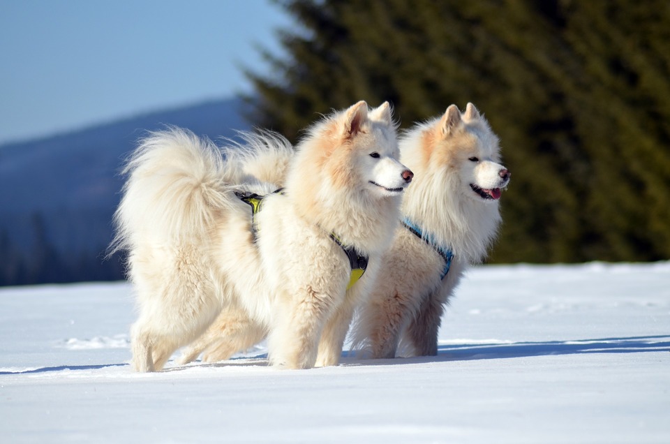Das zweischichtige Fell von Samojeden ist mit natürlichem Talg bedeckt, der eine schützende Wirkung hat. Sie sollten Ihren Hund regelmäßig kämmen.