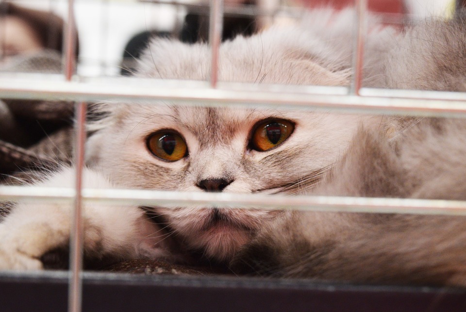 Die schottische Falzkatze schaut hinter den Gitterstäben des Käfigs hervor.