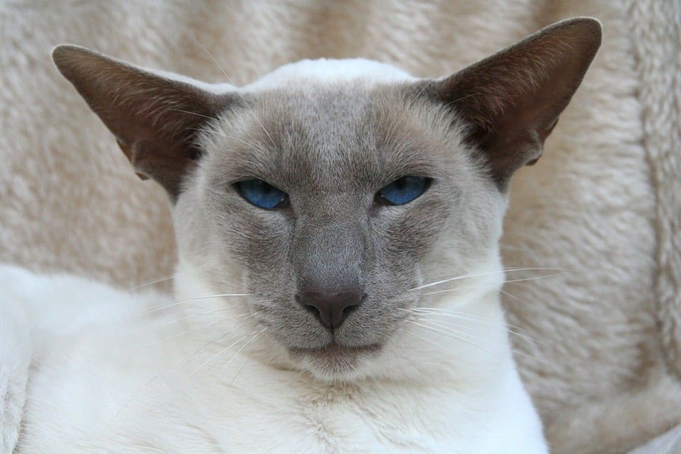 Erwachsene siamesische Katze.