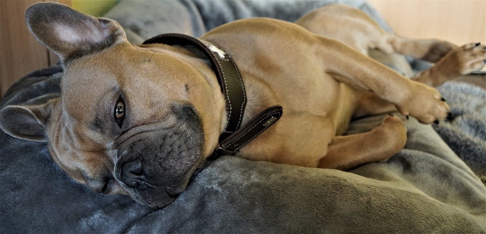Durchfall schwächt den Hundekörper und führt zur Flüssigkeitsverlust. Die Ursache von Durchfall sollte so früh wie möglich diagnostiziert werden.