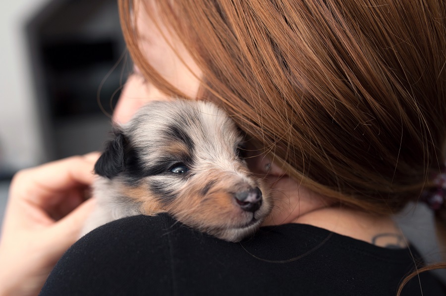Ein Border Collie Welpe umarmt deinen Hals.