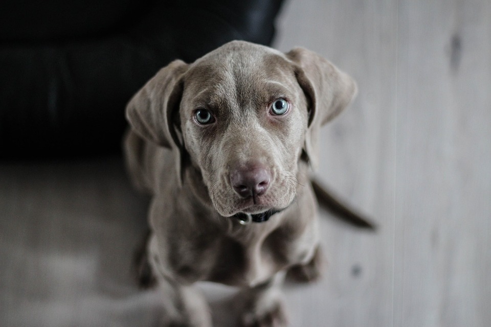 Ein Weimaraner Welpe hat blaue Augen.