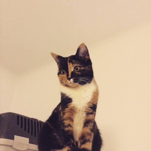 Nach der Adoption müssen Katzen wieder anfangen, Menschen zu vertrauen.