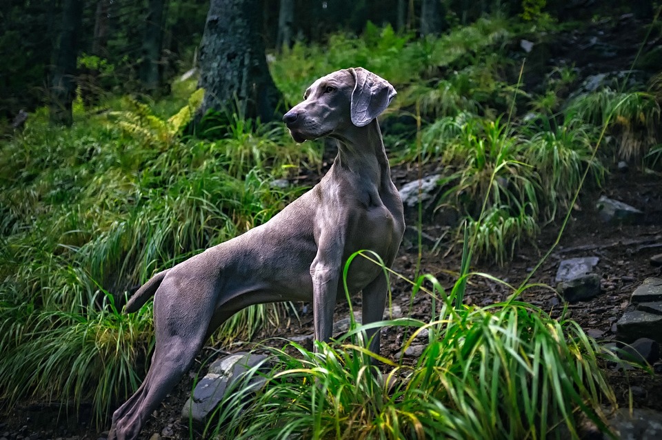 Der Weimaraner als Jagdhund ist perfekt gebaut. Schlank und muskulös.
