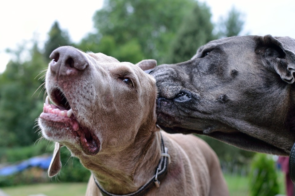 Zwei Weimaraner Hunde. Ein Hund leckt das andere Ohr.