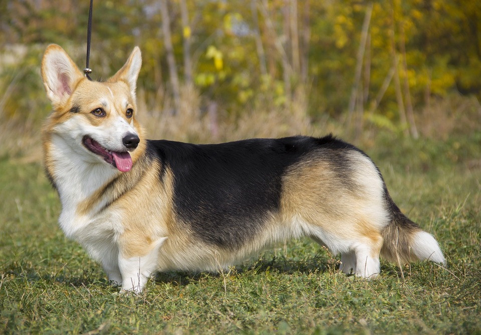 Walisischer Corgi mit dreifarbigem Fell. Charakteristischer langer Oberkörper und große Ohren. Der Hund schaut mit leicht geöffnetem Mund in die Ferne