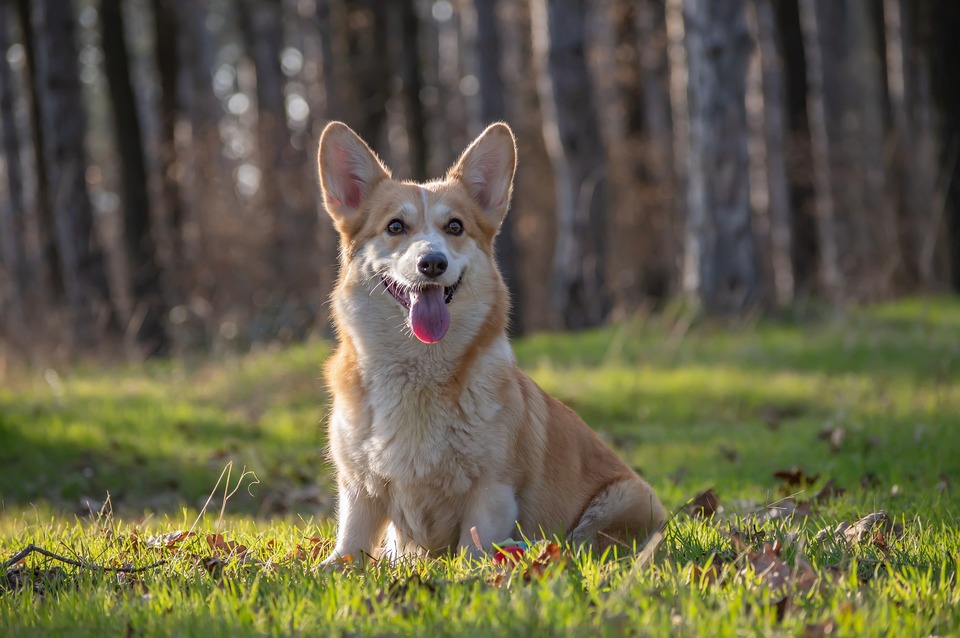 Der Corgi Pembroke Hund sitzt auf einer Lichtung mitten im Wald. Das Fell ist weiß und rot