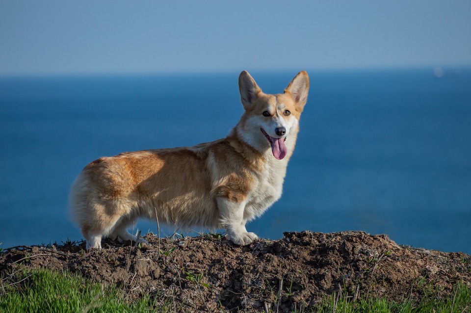 Welsh Corgi Pembroke steht auf einem Damm gegen den Ozean. Hat kurze Füße und einen langen Oberkörper.