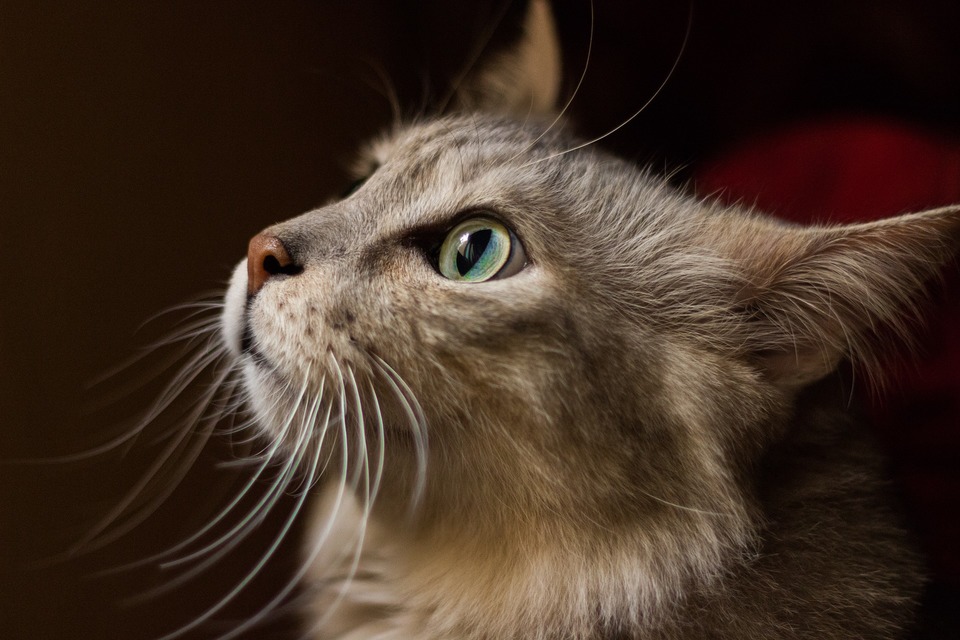 Die BARF-Diät wird für jede Katze einzeln ausgewählt und erstellt, wobei z.B. Bluttestergebnisse, Gesundheitszustand, Zustand, Alter und Gewicht der Katze. Einer Katze kann keine Mischung gegeben werden, die für eine andere Person bestimmt ist.