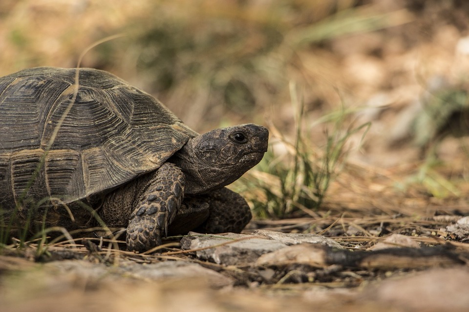 Schildkröten laufen, Schildkröten brauchen einen Lauf und viel Bewegung.