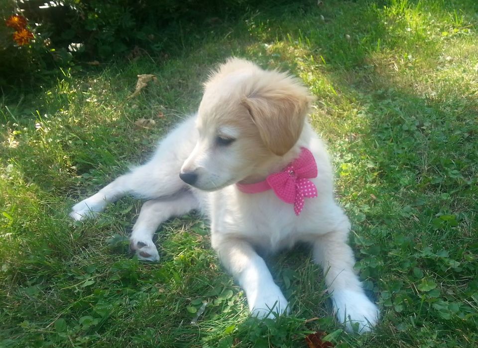Welpe liegt im Gras