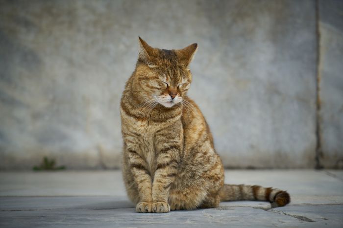Eine Katze mit zusammengekniffenen Augen auf der Straße.