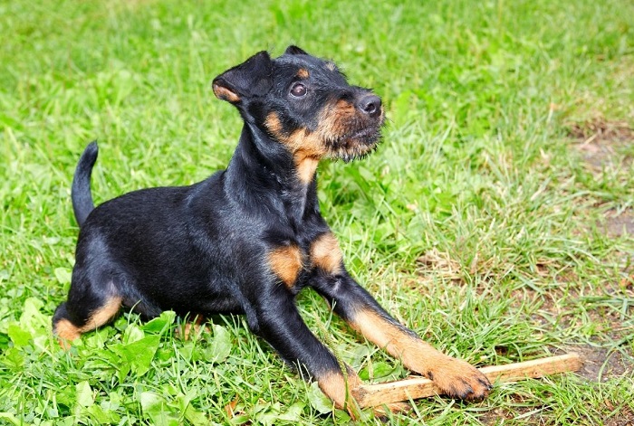 Deutscher Jagdterrier - glatthaarig.