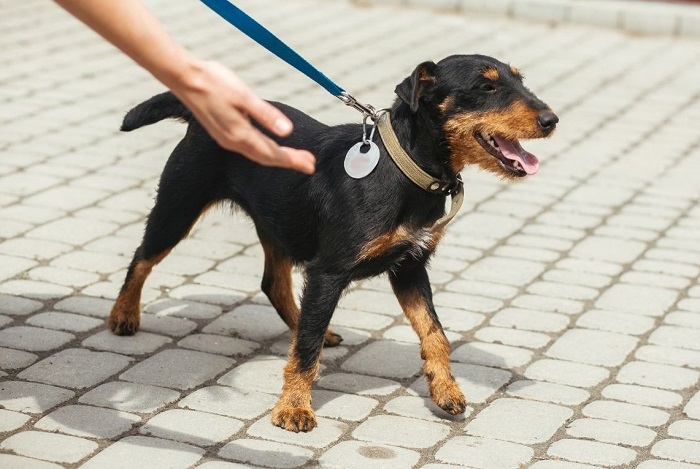Deutscher rauhaariger Jagdterrier.
