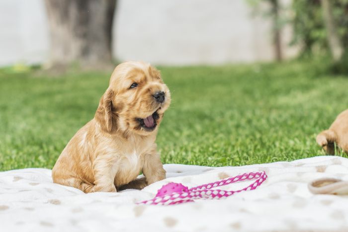 Welpen English Cocker Spaniel.
