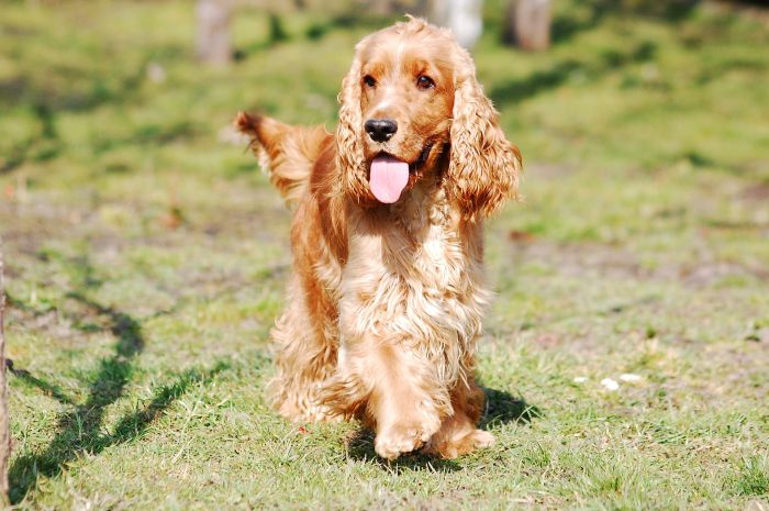 English Cocker Spaniel auf der Lichtung.