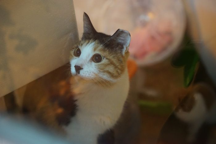 Katze im Tierheim