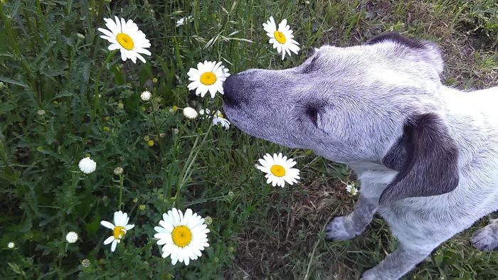 Ein Mischlingshund schnuppert an Kamille auf einer Wiese..