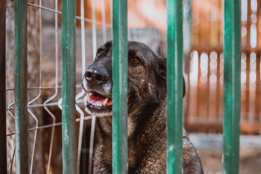 Alter Hund im Tierheim