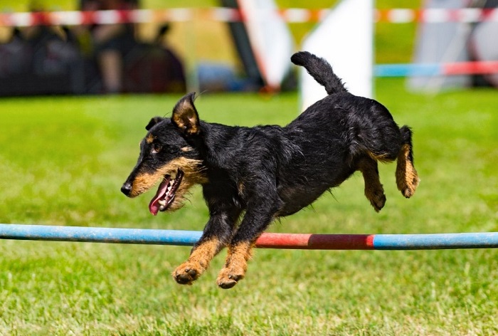 Jagdterrier springt über einen Zaun - dies ist eine Rasse, die viel Bewegung und Arbeit benötigt.